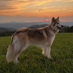 Wakiya - Native American Indian Dog