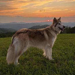Wakiya - Native American Indian Dog