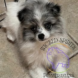 AKC SAILOR 1500 - Blue merle male Pomeranian puppy in Watkins Glen, New York from Wicked Spirits Pomeranians