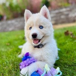 Penny - White female Siberian Husky puppy in Everett, Washington from Addison Grove Huskies