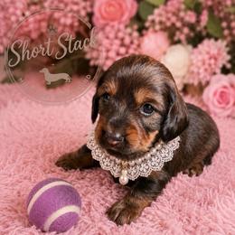 Maple - Sable female Dachshund puppy in San Tan Valley, Arizona from Short Stack Miniature Dachshunds