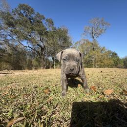Brown - Gray brindle female Cane Corso puppy in Opelousas, Louisiana from Azelees Cane Corso