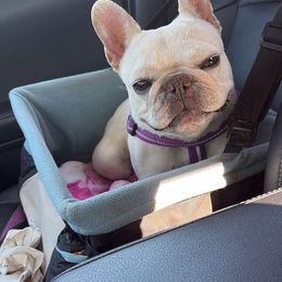 Cookie - French Bulldog