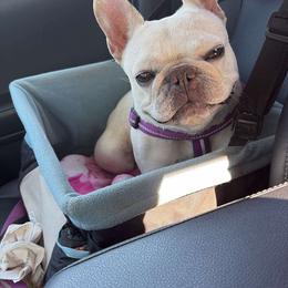 Cookie - French Bulldog