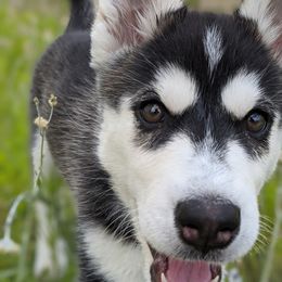 Siberian Husky Puppies from Rocket City Huskies