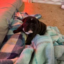 Star - Black tri-color female Bulldog puppy in Hobe Sound, Florida from Amanda’s Bullies