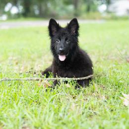 German Shepherd Puppies from Vom Hausgladfel