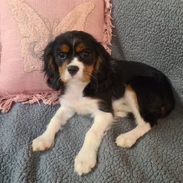 Cavalier King Charles Spaniel Puppies from Lily of the Valley Cavaliers