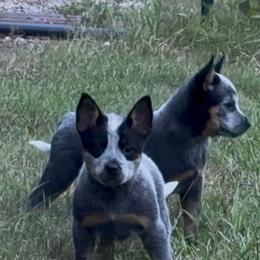 Harp - Blue female Australian Cattle Dog puppy in Devalls Bluff, Arkansas from Coolhand's Australian Cattle Dogs