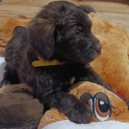 Aussiedoodle Puppies from Lotadoodle Farms