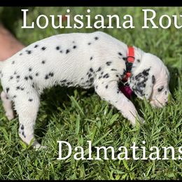 Dalmatian Puppies from Louisiana Roux Dalmatians