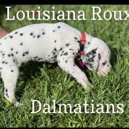 Dalmatian Puppies from Louisiana Roux Dalmatians