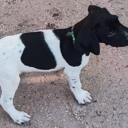 Green - Black and white male German Shorthaired Pointer puppy in Marble, Florida from Dancin' German Shorthaired Pointer's