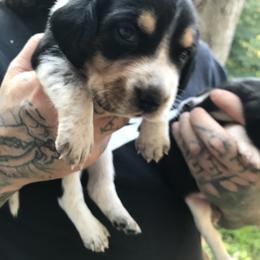 Beagle Puppies from C.R.P. Kennels