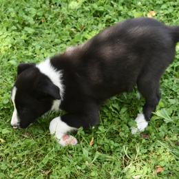 Border Collie Puppies from Porter’s Borders