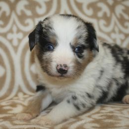 Girl 4 - Blue merle female Miniature Australian Shepherd puppy in Licking, Missouri from Burnett Aussies