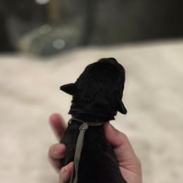 Gray collar male - Black male Cane Corso puppy in Granbury, Texas from La Muerte Corso Kennel