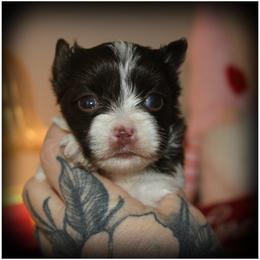 Epiphany - Chocolate, tan and white female Yorkshire Terrier puppy in Warren, Michigan from Danielle's Yorkie & Shih Tzu Babies