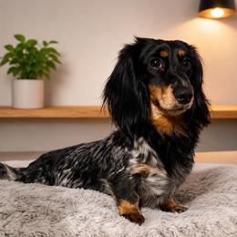 Knight - Piebald male Dachshund puppy in Irving, Texas from DFW Dachshunds by G & S