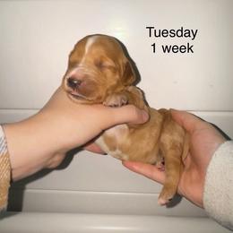 Tuesday - Apricot female Goldendoodle puppy in Suring, Wisconsin from Black Oak Doodles