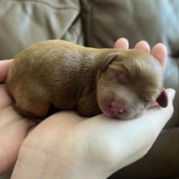Teddy - Red male Cavapoo puppy in Glendale, Arizona from Dashing Dogs