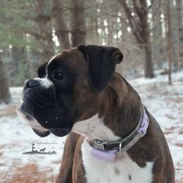 Boxer puppies from Black Beauties Boxers