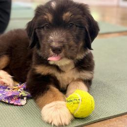 Miles - male Australian Mountain Doodle puppy in Williamston, South Carolina from Sassy Bob’s Dogs