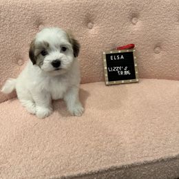 Elsa - White Coton de Tulear puppy in Surprise, Arizona from Lizzy’s Tribe