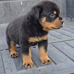 Boy 2 - Black and mahogany male Rottweiler puppy in Holts Summit, Missouri from Hurleyhaus Rottweilers