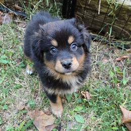 Willie - Black tri male Miniature Australian Shepherd puppy in Church Hill, Tennessee from Hippie Dog Haven