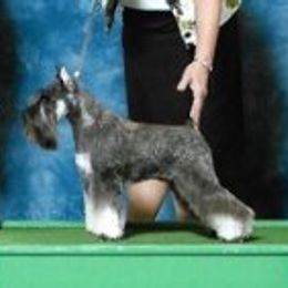 Genii - Miniature Schnauzer