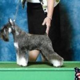 Genii - Miniature Schnauzer