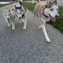 Siberian Husky Puppies from Young Orchard Siberians