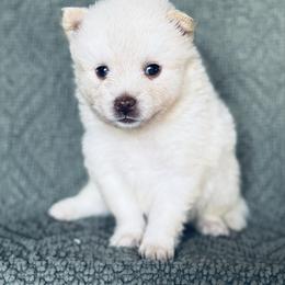 Jazzmin - White female Pomsky puppy in Grass Valley, California from Karalot Pomskies