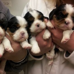 Cavalier King Charles Spaniel Puppies from Sandy Liston