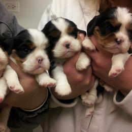 Cavalier King Charles Spaniel Puppies from Sandy Liston