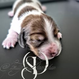 Angus AKC Clear Cream - Cream male Dachshund puppy in Los Angeles, California from Sterling Dachshunds