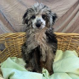 WALL-E - Blue male Poodle puppy in Bell, Florida from BellCrist Little bits