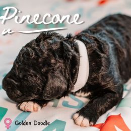 Pinecone - Phantom female Goldendoodle puppy in Maquoketa, Iowa from Nation Goldendoodles