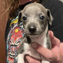 Female 1 - White and seal female Italian Greyhound puppy in Winfield, Kansas from F&M Italian Greyhounds