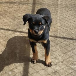 White girl - Black and mahogany female Rottweiler puppy in Cartersville, Virginia from Vom Heldenhaft Rottweilers