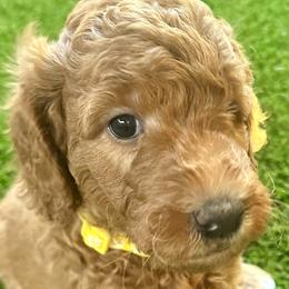 Cavapoos and Goldendoodles from Mountainview Mini Doodles