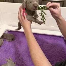 Weimaraner Puppies from Trax Weimaraners