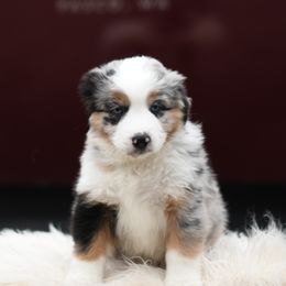 GUMDROP - Blue merle male Miniature American Shepherd puppy in Pasco, Washington from ROCK CREEK