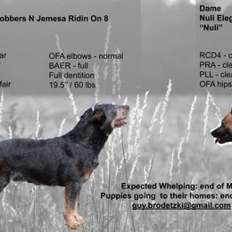 Australian Cattle Dog Puppies from Kanku