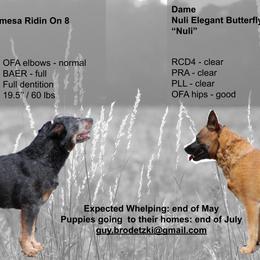 Australian Cattle Dog Puppies from Kanku
