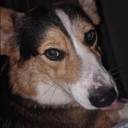 Pembroke Welsh Corgis from The Corgi Club