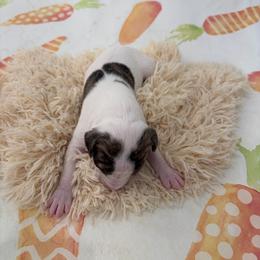 Halo - White and fawn brindle female Whippet puppy in Fort Myers, Florida from Rainbow Whippets