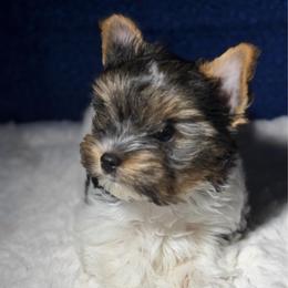 Pebbles -AKC 4000 small - Black tan and white female Biewer Terrier puppy in Douglas, Georgia from Heartland small breeds