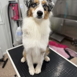 Australian Shepherd puppies from Glenlake Australian Shepherds